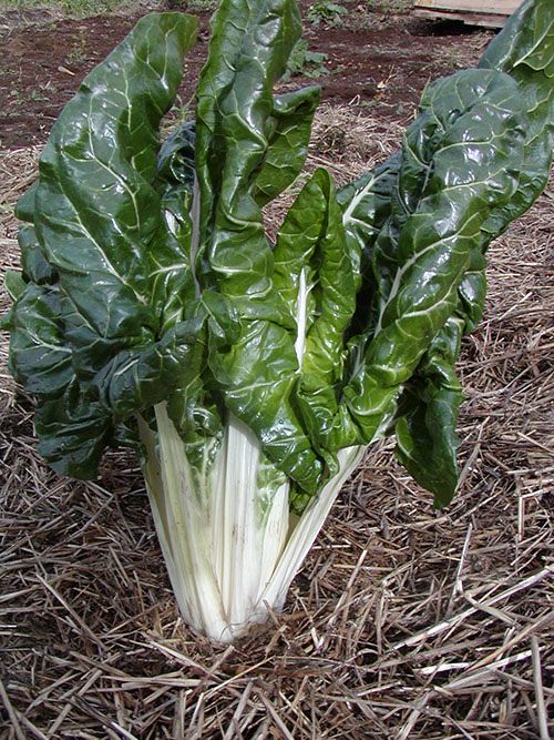 Bette-à-carde verte, variété Fordhook.