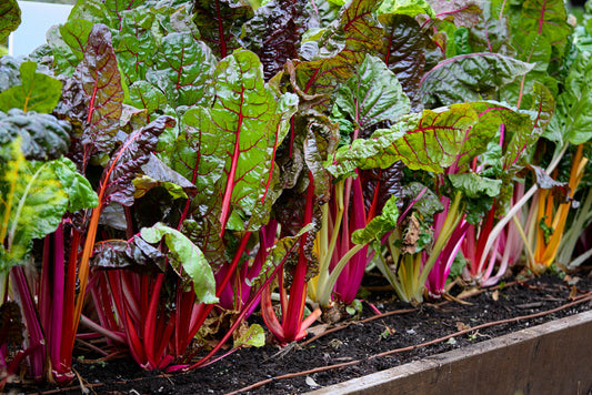 Mélange de plants bette-à-cardes de plusieurs couleurs