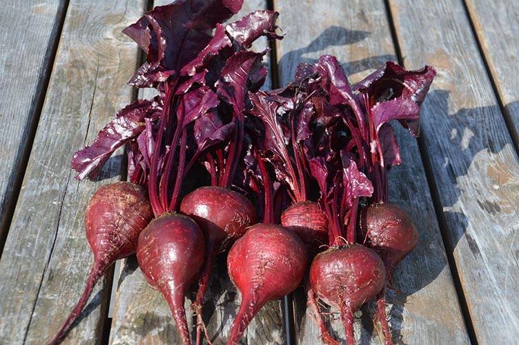 Grosses betteraves rouges, variété Bull's Blood.