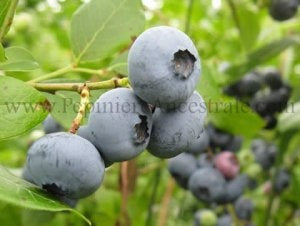 Bleuets sur leur plant.