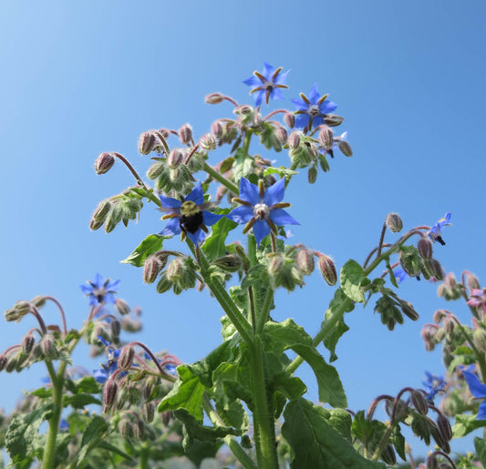 Plant de bourrache en fleurs. Un pollinisateur sur une des fleurs.