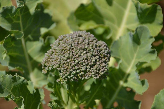 Tête de brocoli sur son plant.