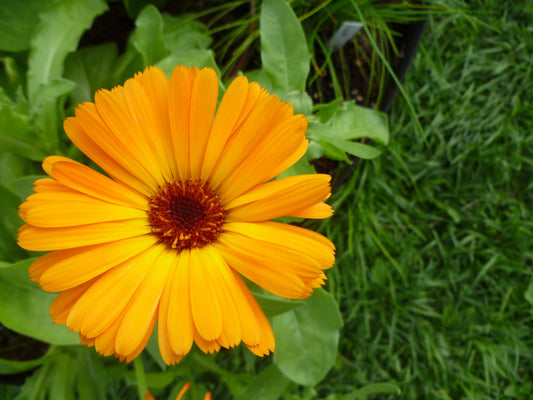 Fleur de souci calendula sur son plant.