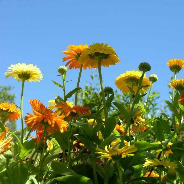Calendule (semences)