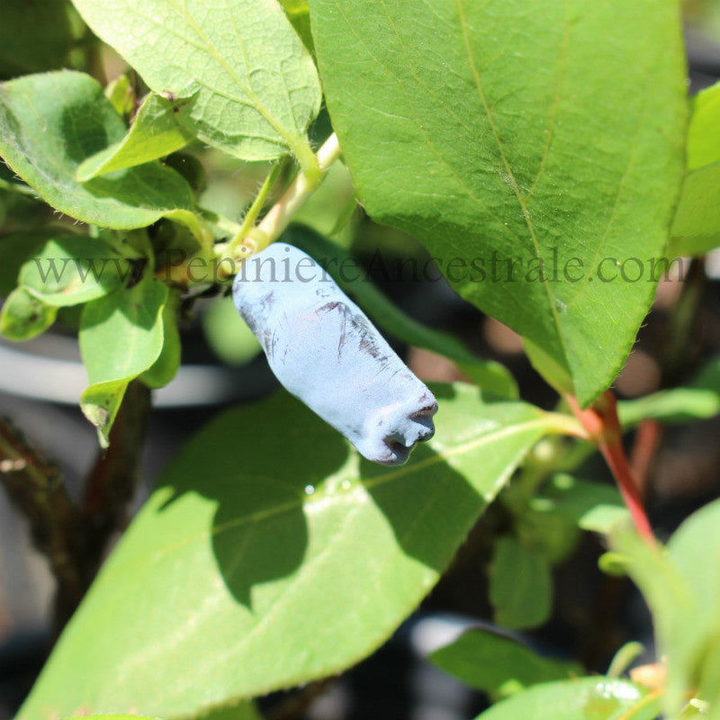 Camerise longue sur son plant.