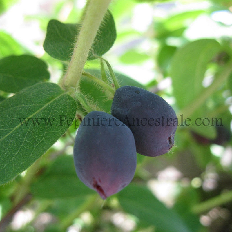 Camerises rondes sur leur plant, variété Berry Blue.