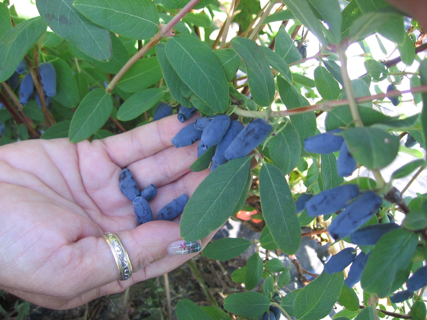 Camerises allongées sur leur plant. Quelques-unes dans un main.