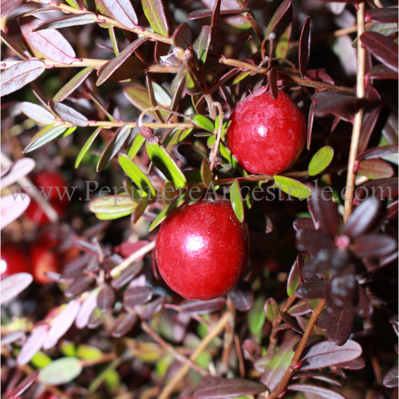 Canneberges rouges sur leur plant.