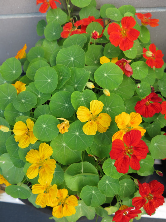 Fleurs jaunes et rouges sur un plant aux feuilles rondes comme des nénufars.