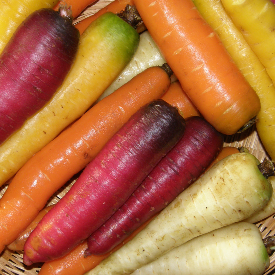 Carottes jaunes, oranges, mauves et blanches.