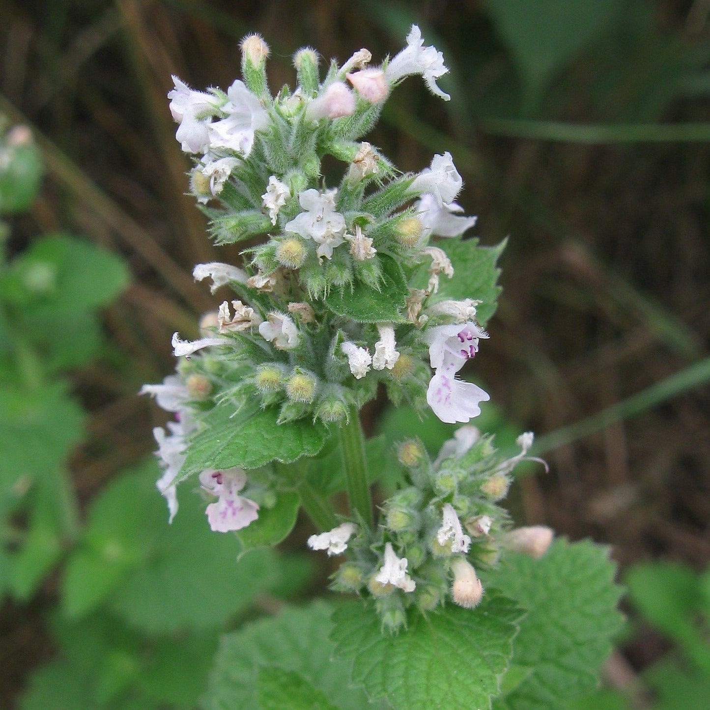 Cataire (semences)