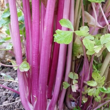 Plant de céleri rose.
