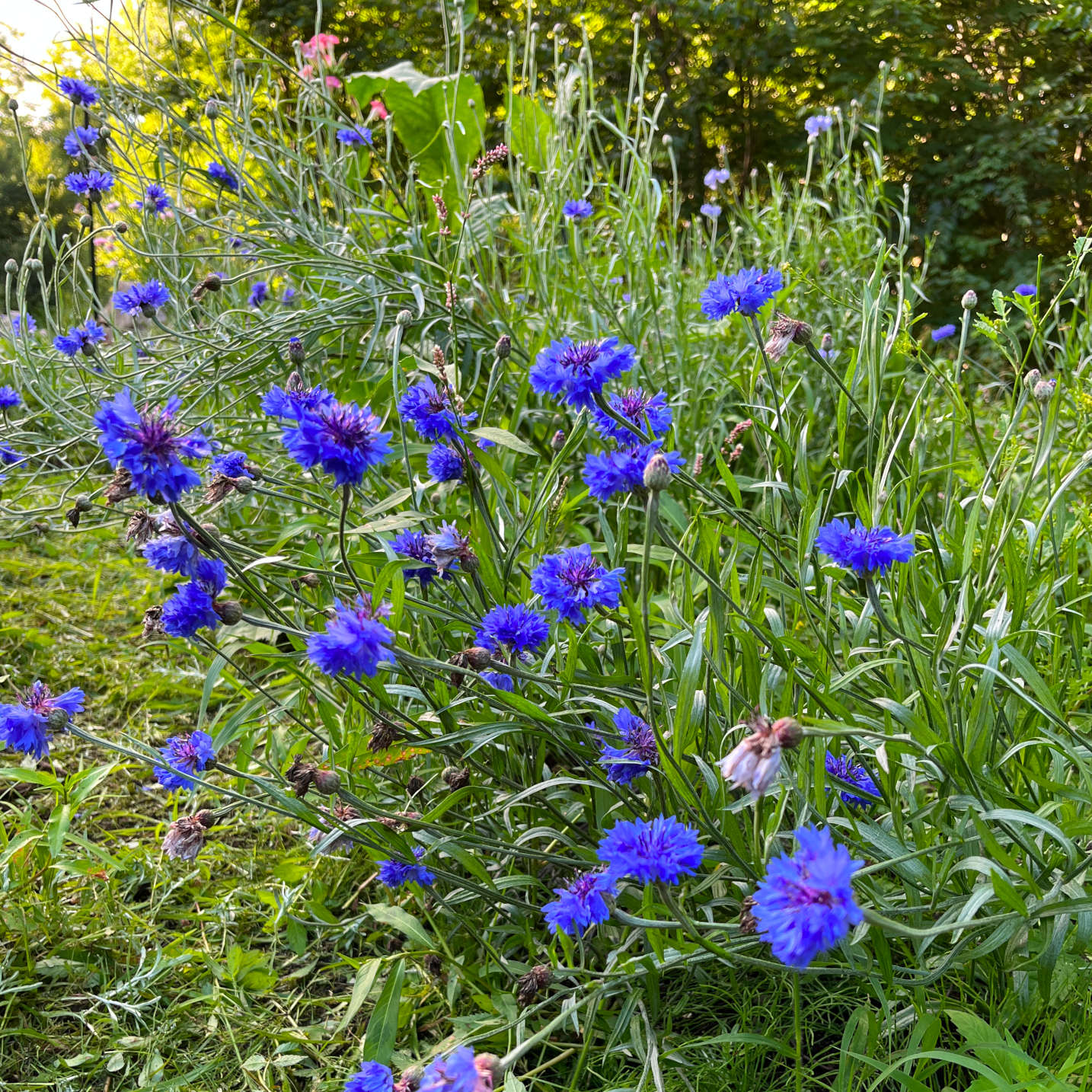 Centaurée bleuet (semences)