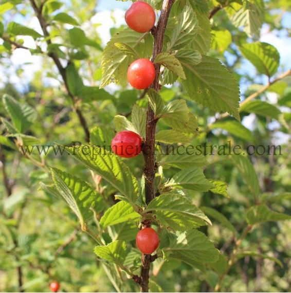 Cerises rouges sur l'arbre.