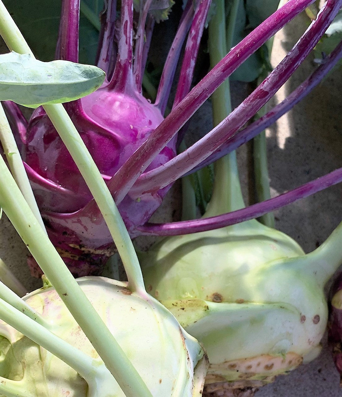 Chou-raves verts et mauves