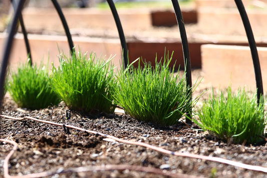 Plants de ciboulette sur une planche de culture