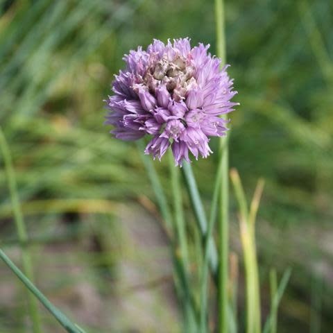 Fleur mauve en forme de boule au bout d'une feuille de ciboulette.