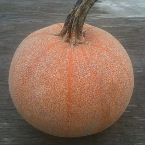 Grosse citrouille orange