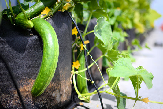Plants de concombre en fruits dans des smart pots