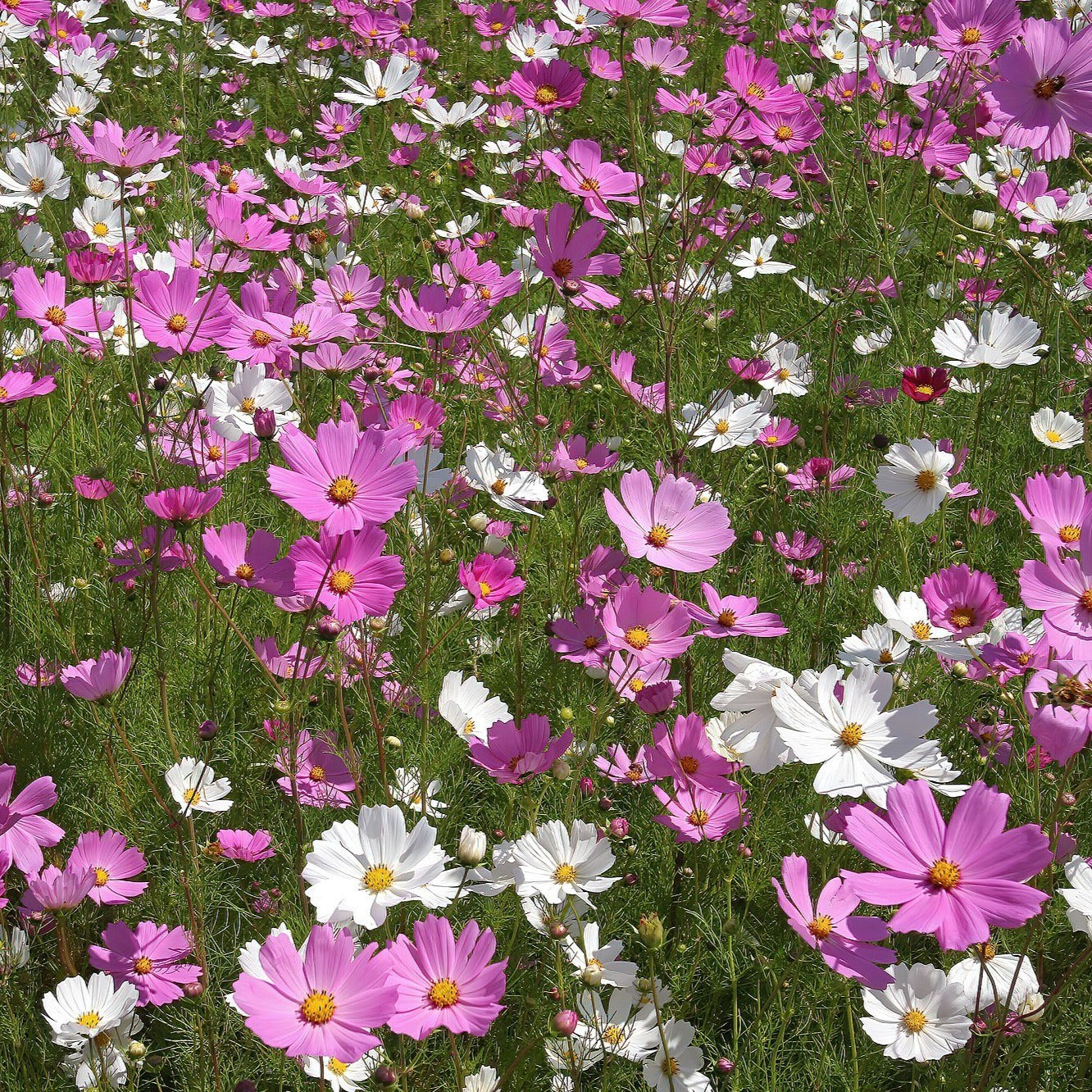 Cosmos (semences)