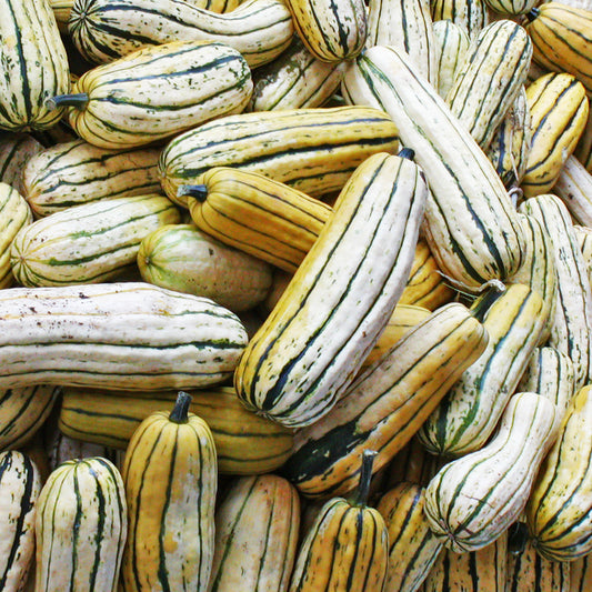 Courge Delicata (semences bio)