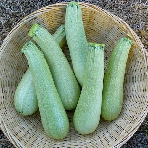 Courgette Genovese (semences bio)