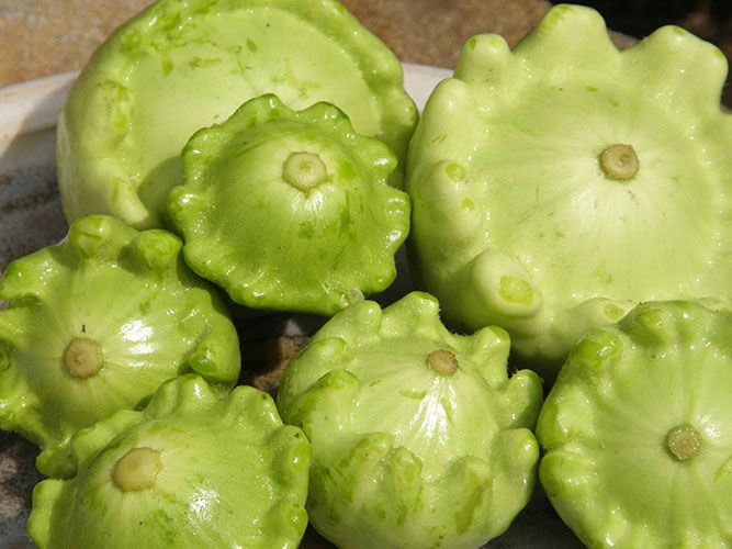 Courgette Pâtisson jaune et vert (semences bio)