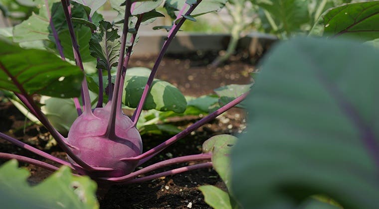 MODULE 5 : Rencontre avec les légumes