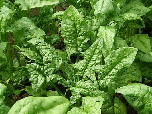 Épinard Giant Winter (semences bio)