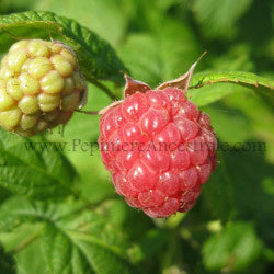 Framboisier Killarney