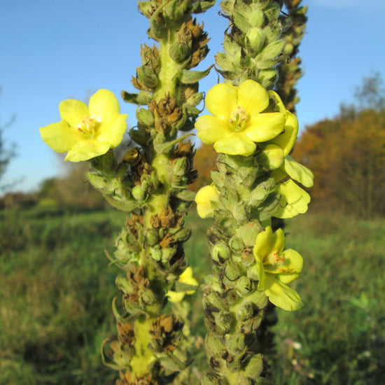 Grande molène (semences)