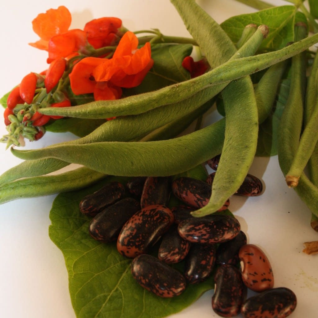 Haricot d'Espagne Scarlet Runner (semences)