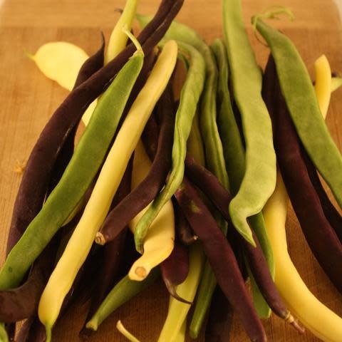 Mélange de haricots grimpants (semences bio)