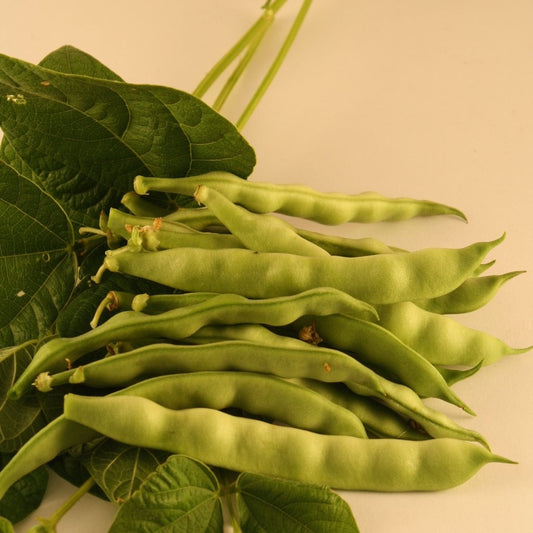 Haricot grimpant Kahnawake Mohawk (semences bio)