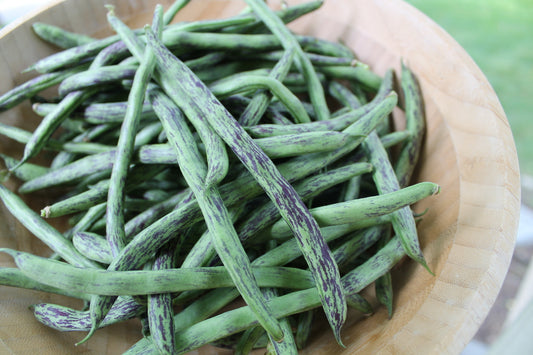 Haricot grimpant Rattlesnake (semences bio)