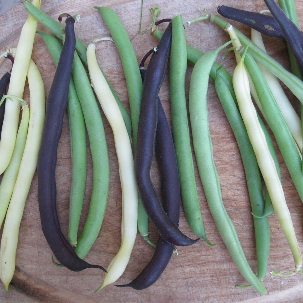 Mélange de haricots nains (semences bio)