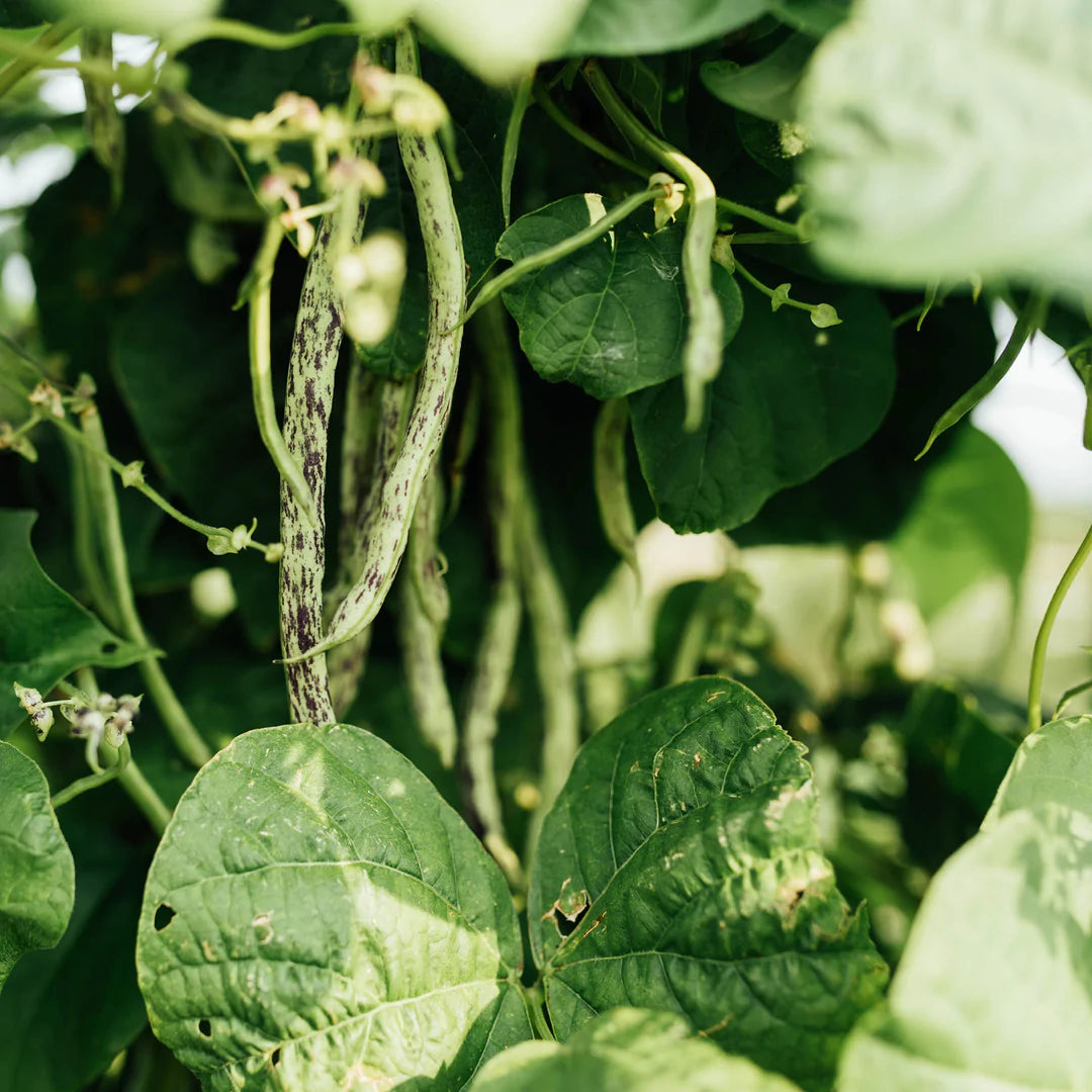 Haricots Thibodeau du comté de Beauce sur leur plant.