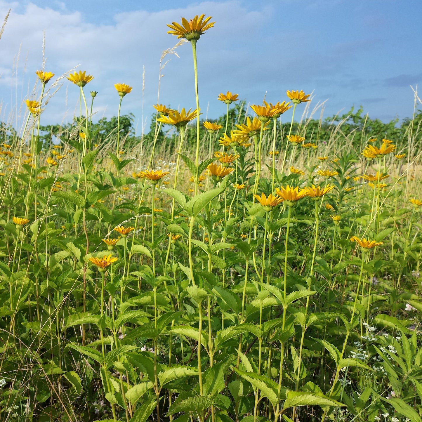 Héliopsis faux-hélianthe (semences)