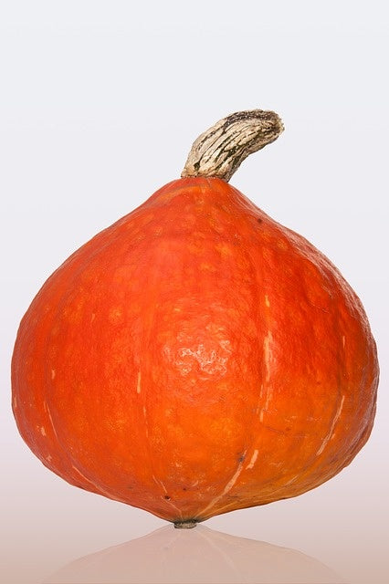 Courge Red Kuri (plant)