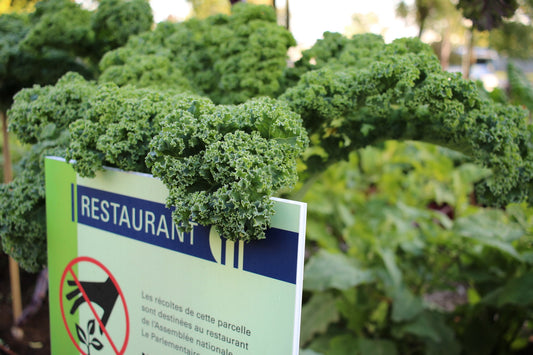 Kale frisé vert (plant)