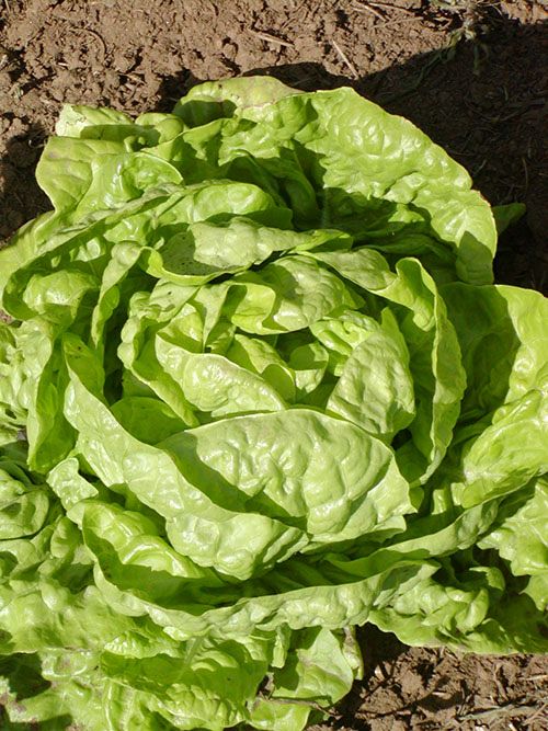 Laitue pommée Buttercrunch bibb (semences bio)