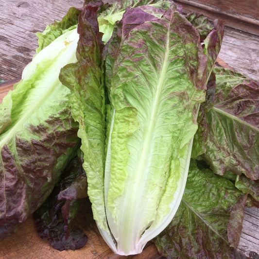 Laitue romaine rouge (4 plants)