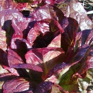 Laitue Romaine Rouge d'hiver (semences bio)