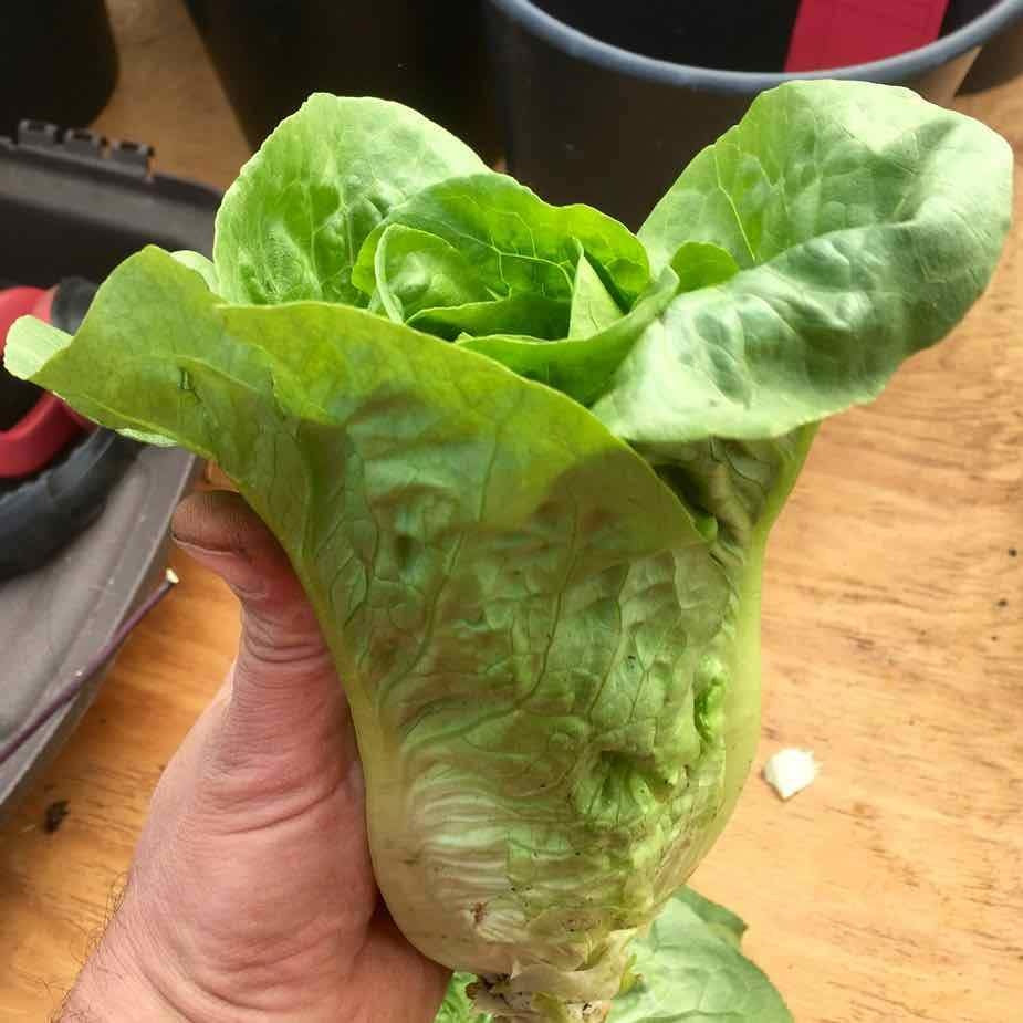 Laitue romaine Jadeite (semences bio)