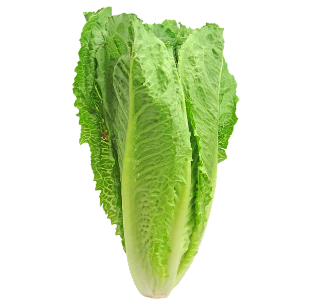 Laitue romaine verte (4 plants)