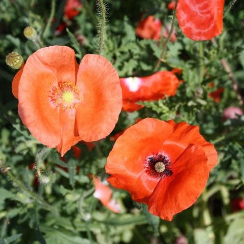 Fleurs rouges de coquelicots
