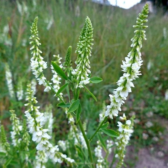 Mélilot (semences)