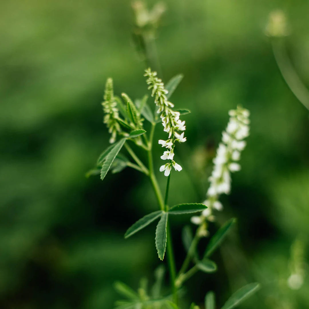 mélinot blanc en fleurs