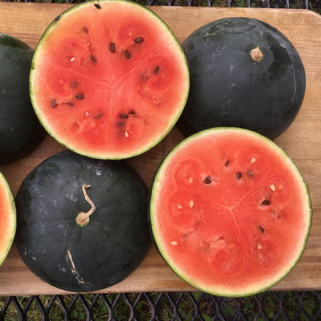 Melon d'eau Blacktail Mountain (semences bio)