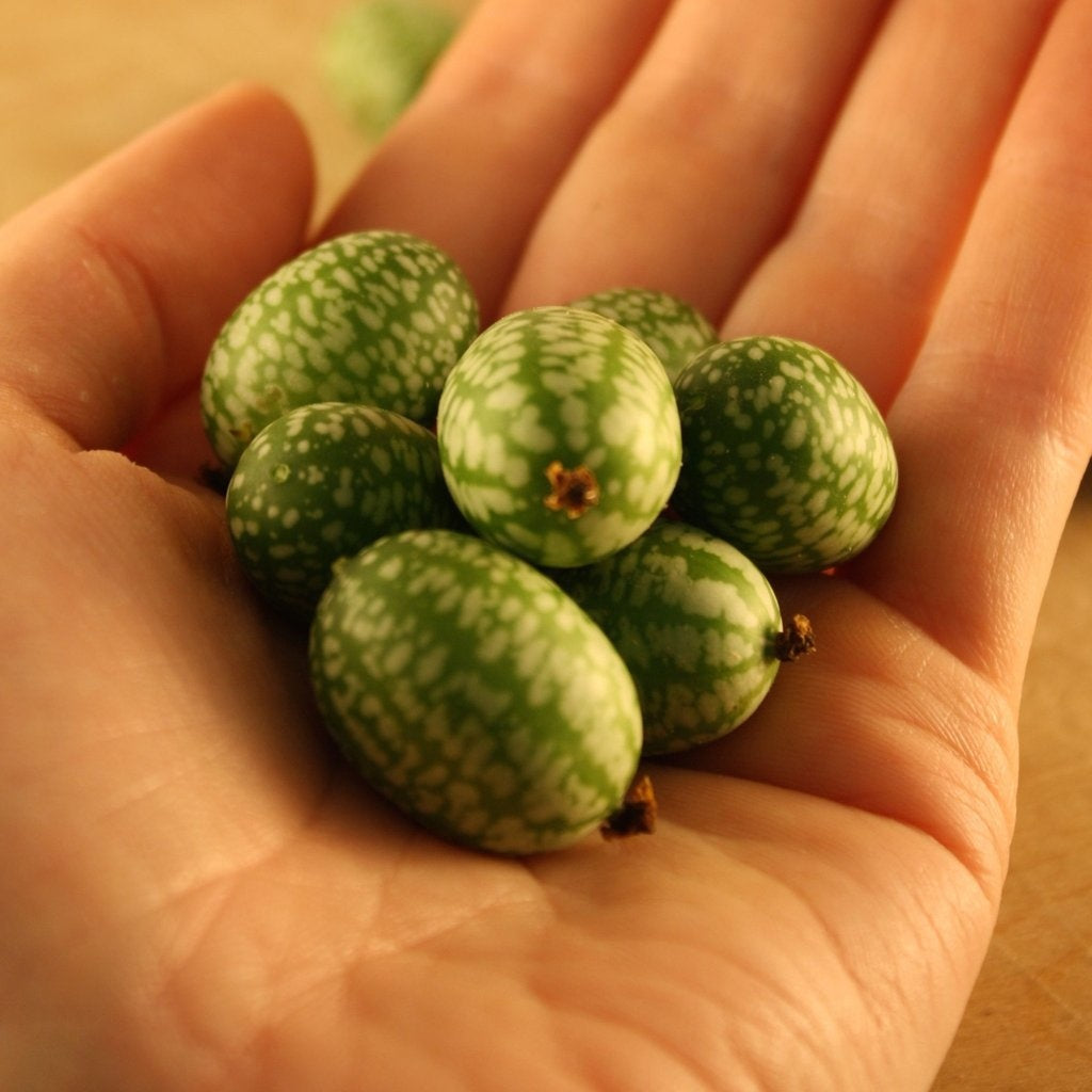 Melon souris (semences)